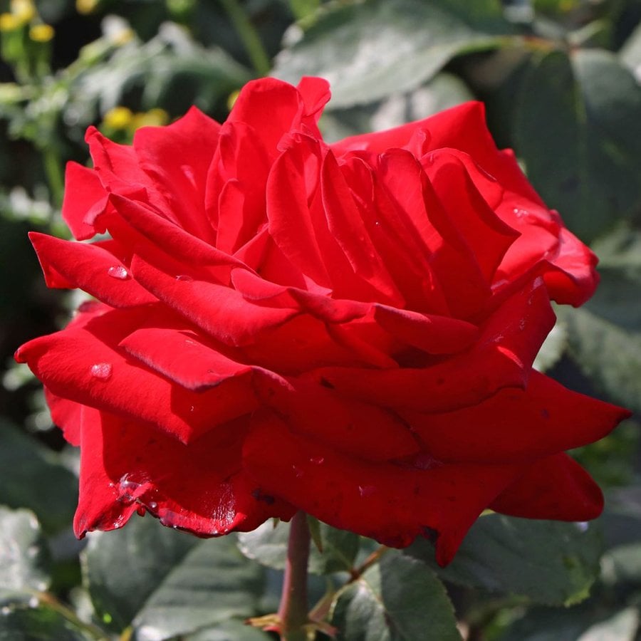 Tüplü Yediveren Kırmızı (Kokusuz) Amore Gül Fidanı