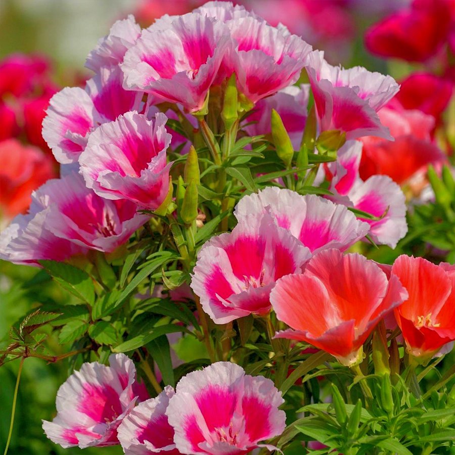 Bahçe Açelyası Çiçeği Tohumu-50 Adet (Orjinal Paket)