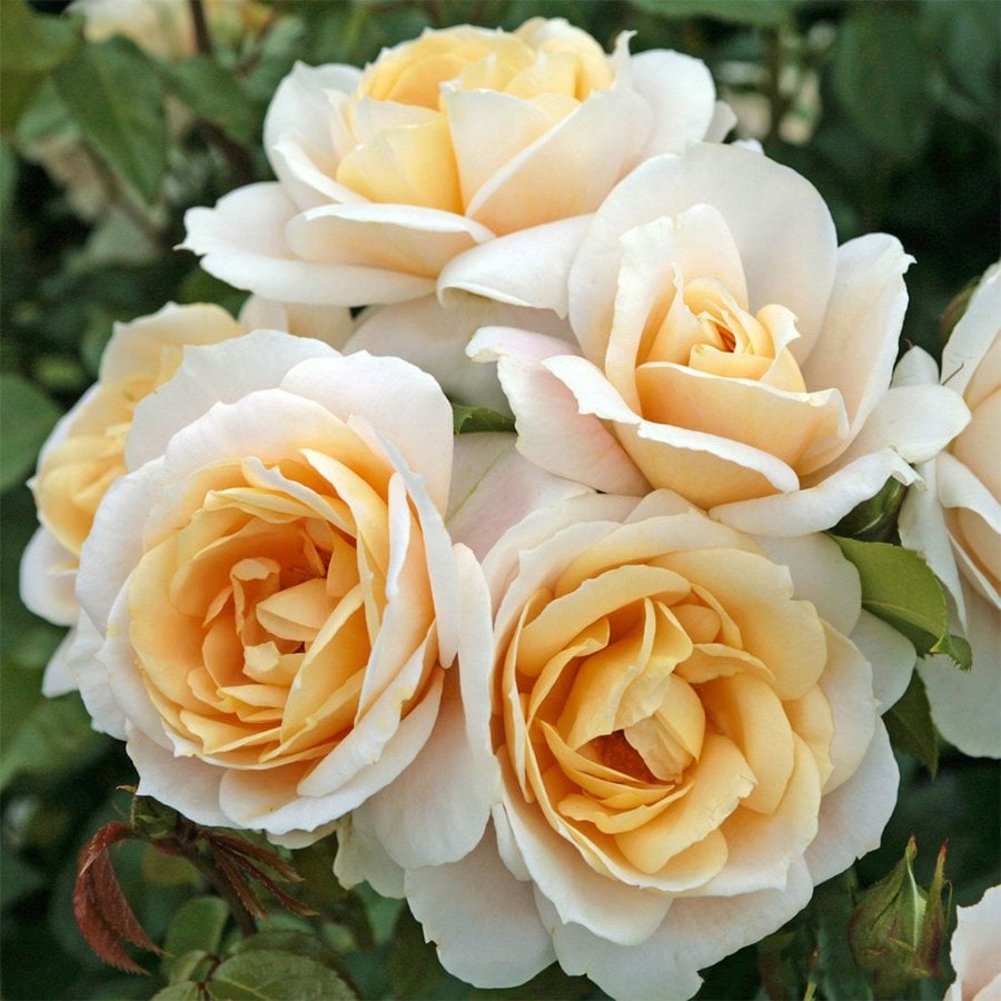 Tüplü Yediveren Krem Lions Rose Gül Fidanı