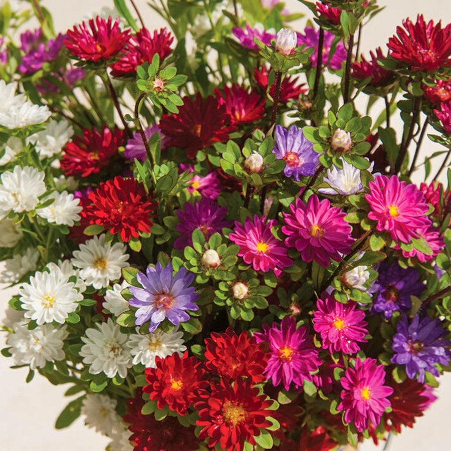 Dilber Kirpiği Aster Çiçeği Tohumu-50 Adet (Orjinal Paket)