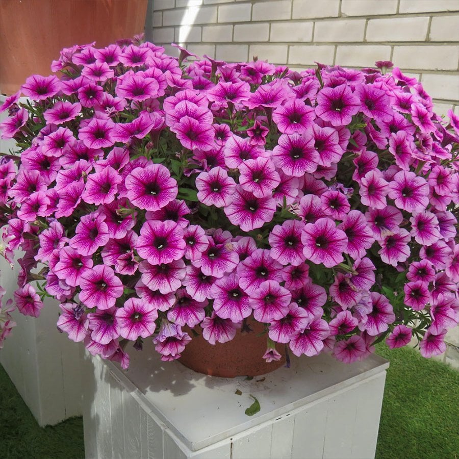 Pembe Damarlı Hybrid Petunya Çiçeği Tohumu-50 Adet (Orjinal Paket)