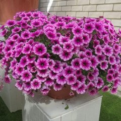 Pembe Damarlı Hybrid Petunya Çiçeği Tohumu-50 Adet (Orjinal Paket)