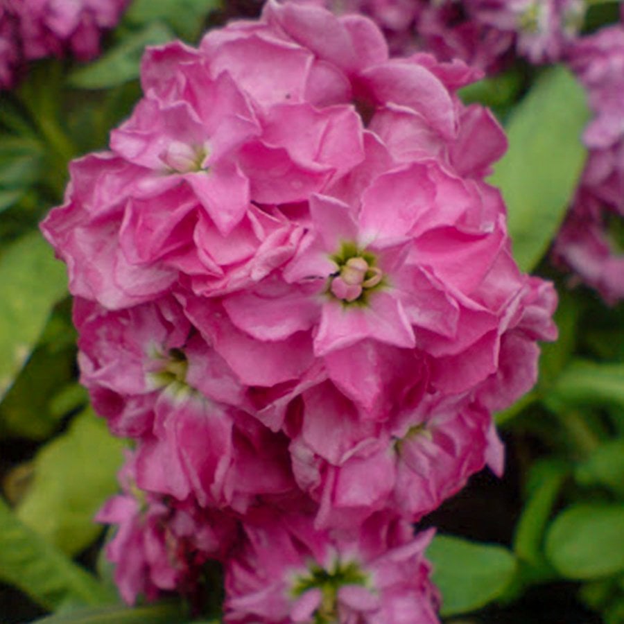 Pembe Şebboy Çiçeği Tohumu-30 Adet (Orjinal Paket)