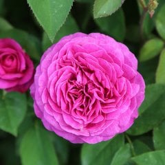 Tüplü Yediveren Pembe (Yoğun Koku) Isparta Gül Fidanı