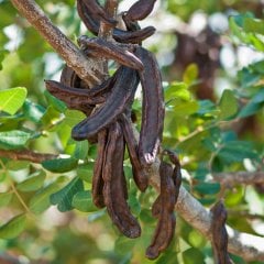 Keçi Boynuzu Harnup Ağacı Tohumu-(10 Adet)