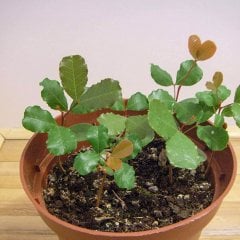 Keçi Boynuzu Harnup Ağacı Tohumu-(10 Adet)