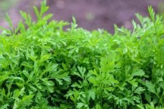Yöresel Hatay Teresi (İnce Yaprak) Tohumu-25 Gram