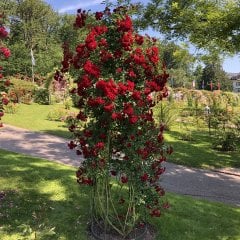 Tüplü Yediveren Kırmızı Ponpon Gül Fidanı (100-150 cm Bambulu)