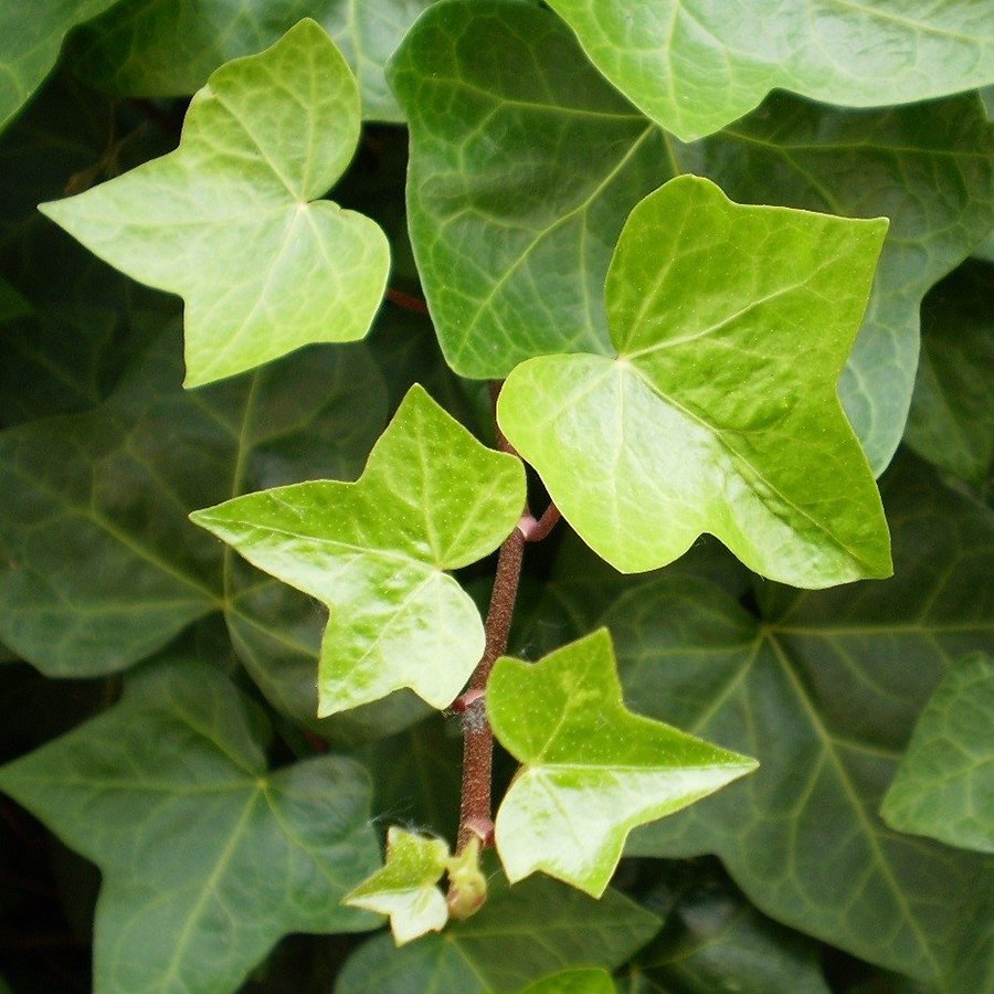 Tüplü Hedera Helix Orman Sarmaşığı Fidanı-(120-150 cm)