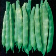 Gina Tipi (Oturak) Taze Fasulye Tohumu-50 Gram (Orjinal Paket)