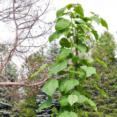 Çok Hızlı Büyüyen Paulownia (Pavlonya) Kiri Fidanı SAKSIDA-60/80- cm