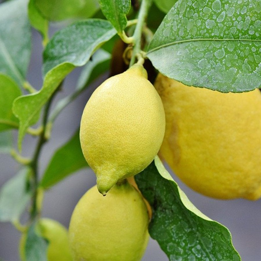 Tüplü Sürekli Meyve Veren Yediveren Limon Fidanı