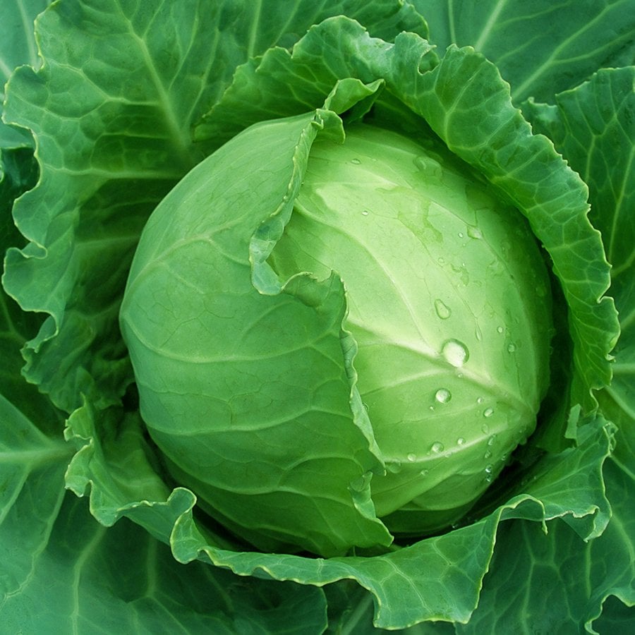 Beyaz Brunswıck Lahana Tohumu-5 Gram (Orjinal Paket)