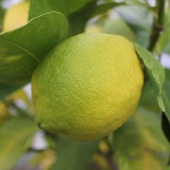 Tüplü Eski Çeşit Kütdiken Yediveren Limon Fidanı