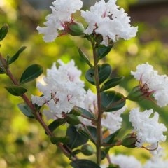 Tüplü Beyaz Çiçekli Lagerstroemia İndica Oya Ağacı