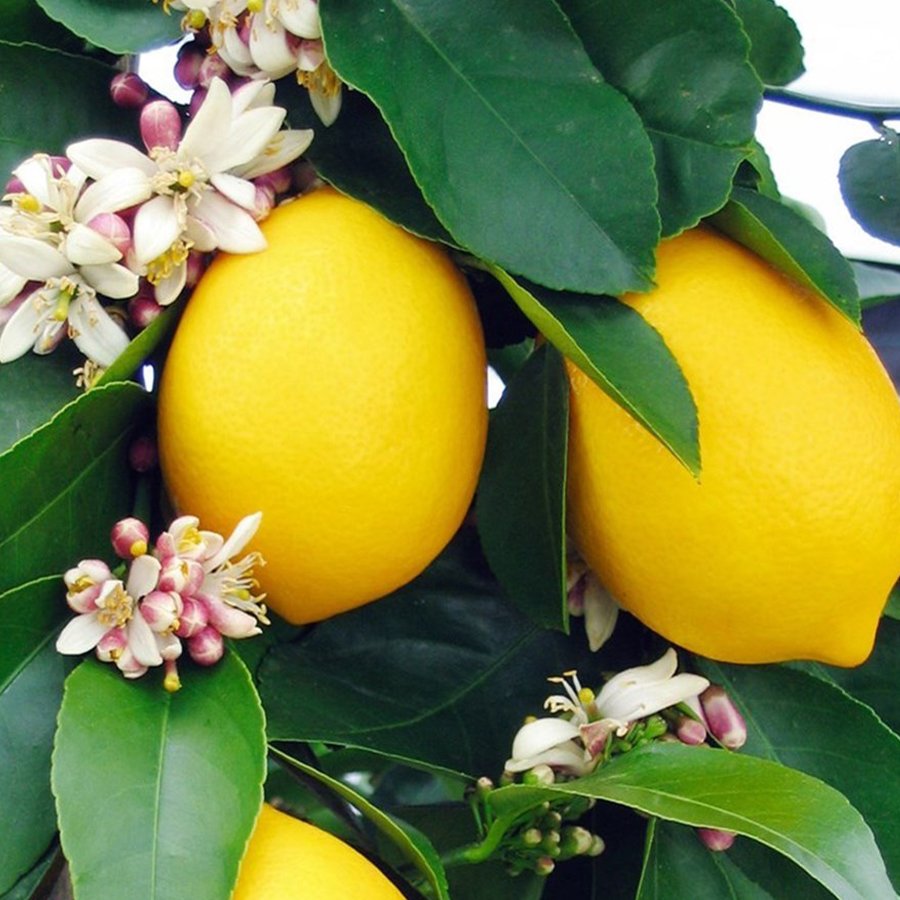 Tüplü Soğuklara Dayanıklı Mayer Limon Fidanı