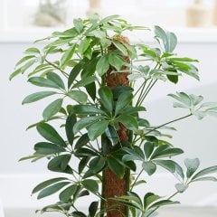 Saksıda Şeflera (Schefflera) Süs Bitkisi Fidanı