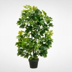Saksıda Şeflera (Schefflera) Süs Bitkisi Fidanı