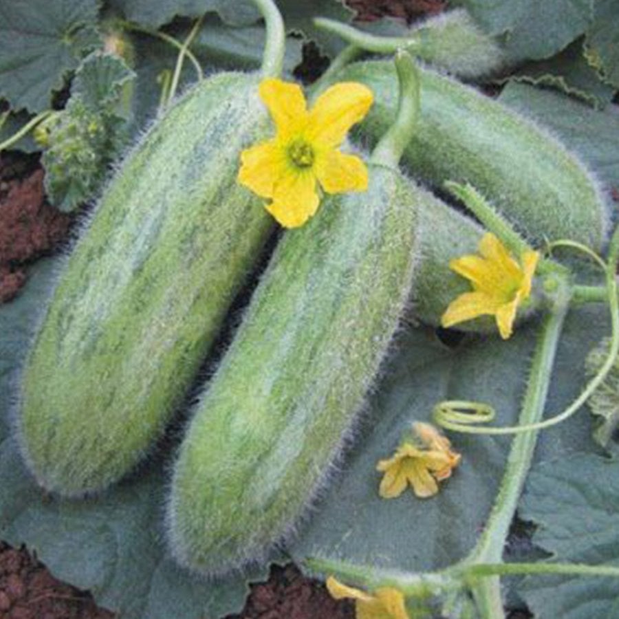 Badem Acur Tohumu-10 Gram (Orjinal Paket)