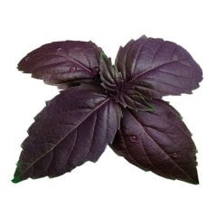 Mor Fesleğen Tohumu-1 Gram (Orjinal Paket)