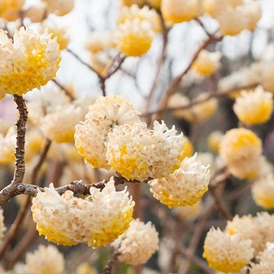 Edgeworthia Chrysantha Kağıt Çalısı Fidanı-20-40 Cm
