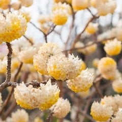 Edgeworthia Chrysantha Kağıt Çalısı Fidanı-20-40 Cm