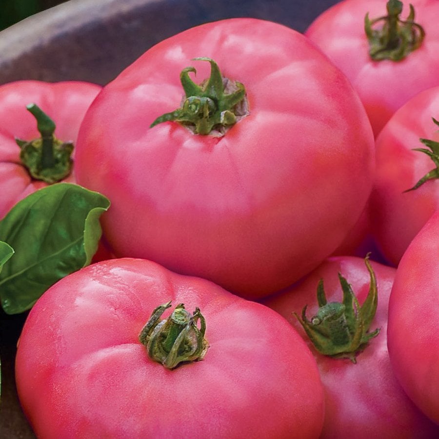 Pembe Domates Tohumu-1 Gram (Orjinal Paket)