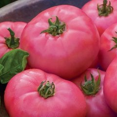Pembe Domates Tohumu-1 Gram (Orjinal Paket)