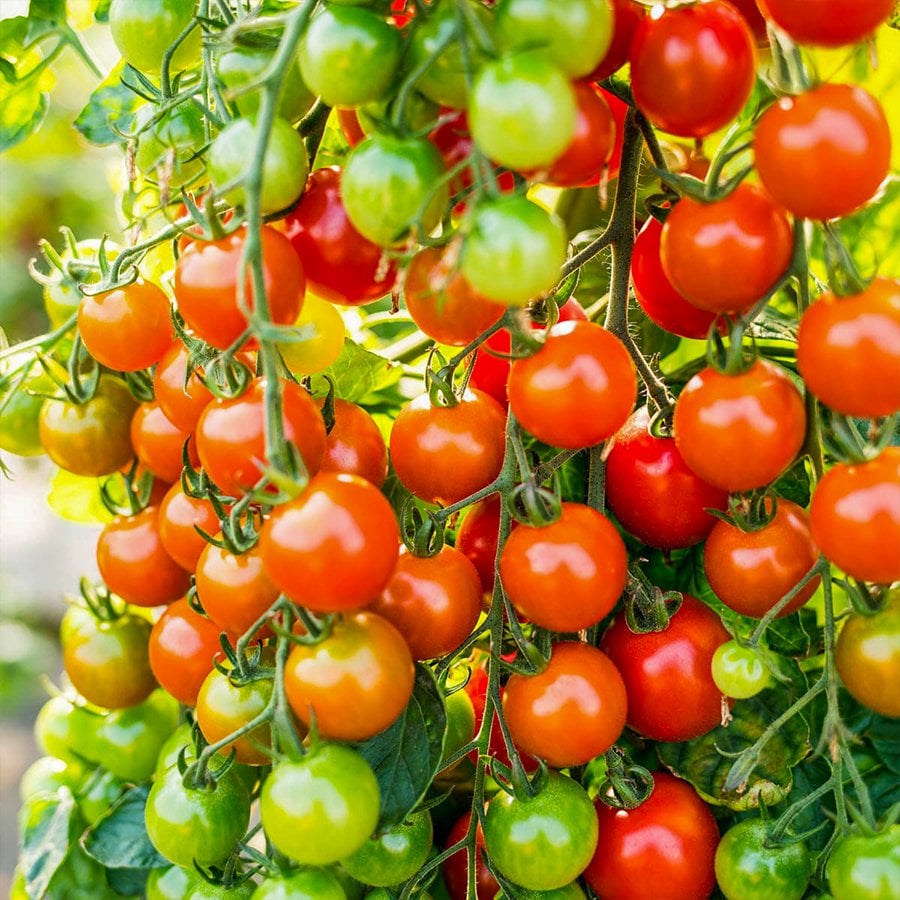 Cherry Çeri Kiraz Domates Tohumu-1 Gram (Orjinal Paket)