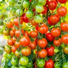 Cherry Çeri Kiraz Domates Tohumu-1 Gram (Orjinal Paket)