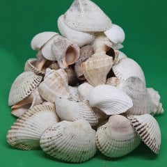 Doğal Dekoratif Deniz Kabuğu-100 Gram