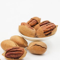 Tüplü Ilıman iklimde Yetişen Pikan Ceviz Fidanı