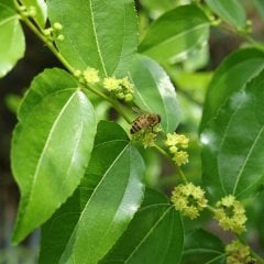 Tüplü Hünnap Fidanı-80/120 cm