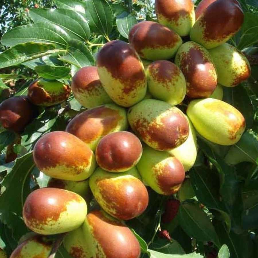 Tüplü Hünnap Fidanı-60/80 cm