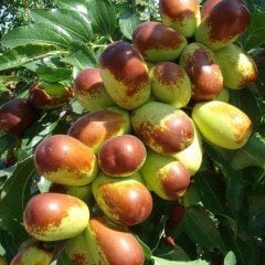 Tüplü Hünnap Fidanı-80/120 cm