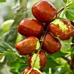 Tüplü Hünnap Fidanı-80/120 cm