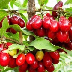 Tüplü Büyük Meyveli Kızılcık Fidanı