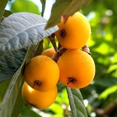 Tüplü (AŞILI) Yeni Dünya Malta Eriği Fidanı