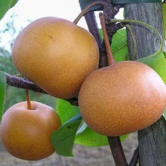 Tüplü Atego (Japon) Armut Fidanı
