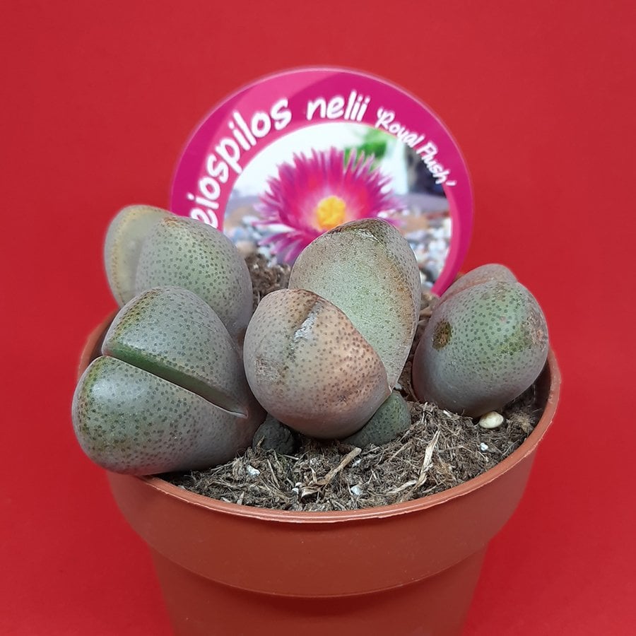 İthal Özel Çeşit Pleiospilos Nelii Royal Flush Kaktüs  Kaktüs-12 Cm Saksıda