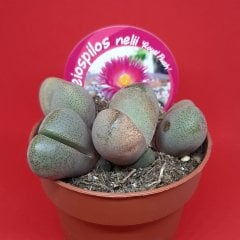 İthal Özel Çeşit Pleiospilos Nelii Royal Flush Kaktüs  Kaktüs-12 Cm Saksıda