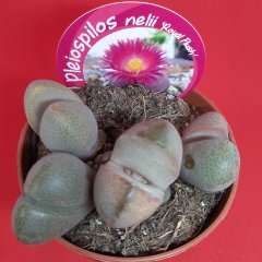 İthal Özel Çeşit Pleiospilos Nelii Royal Flush Kaktüs  Kaktüs-12 Cm Saksıda