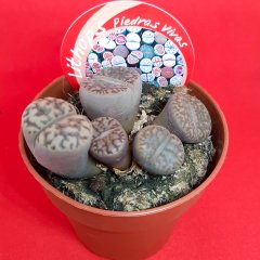 Yaşayan Taşlar Lithops Piedras Vivas Kaktüs-12 Cm Saksıda