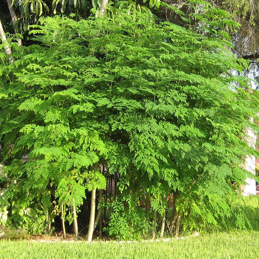 Tüplü Şifalı Moringa Ağacı Fidanı (30-40 cm)