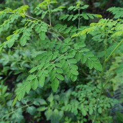Tüplü Şifalı Moringa Ağacı Fidanı (50 cm ve üzeri)