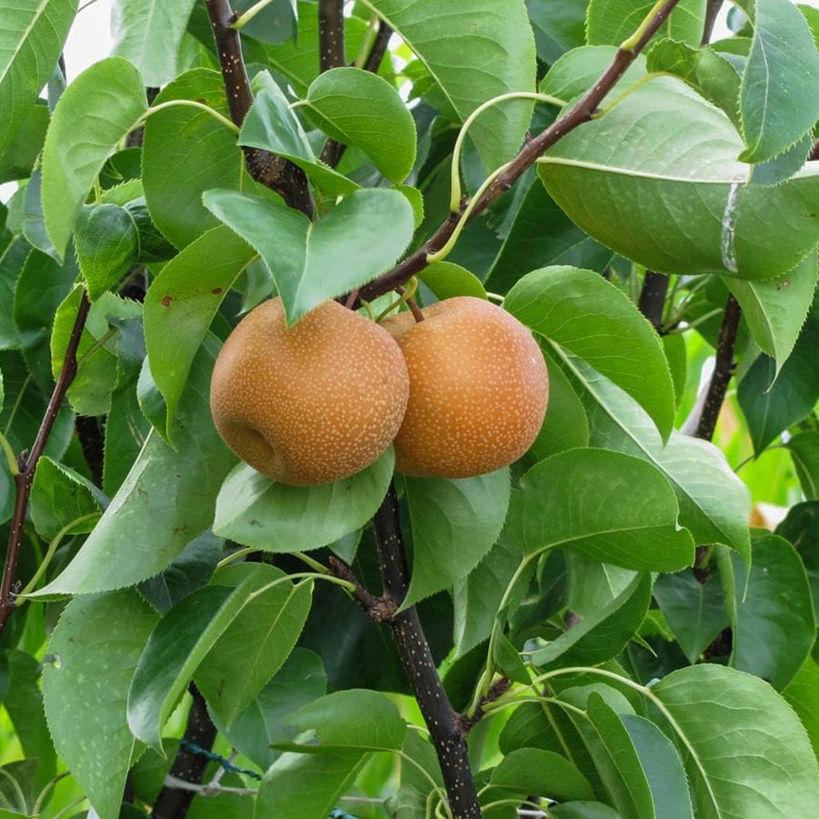 Tüplü Kosui Japon Armut Fidanı