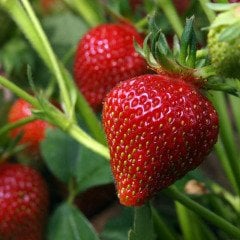 Çok Verimli Ruby Çilek Fidesi-5 Adet