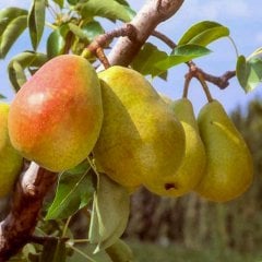 Tüplü Yarı Bodur Santa Maria Armut Fidanı