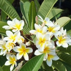 Saksıda Amerikan Fulu (Plumeria Alba) Ağacı Fidanı (60-100 cm)