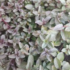 Mentha Piperita Tıbbi Nane Fidesi-5 Adet